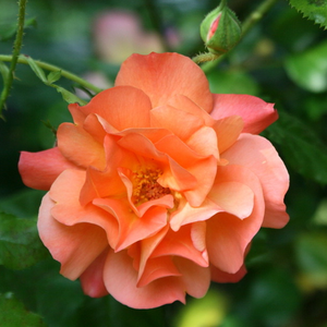 Westerland® - orange - park rose
